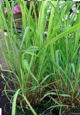 Herb - Lemon Grass - Cymbopogon Flexuosus - 100 Seeds - Economy • £1.95