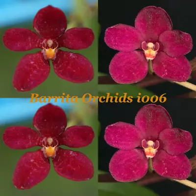 $10.50 • Buy Sarcochilus Orchid Seedling. I006 Sarcochilus (Kulnura Ballerina 'Rod' X Kulnura