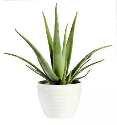 Aloe Vera Succulent Plant. Medicinal Plant. Air Purifier. 25-30cm High In Pot. • £119.99