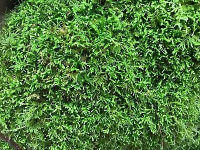 Soil For Moss Gardens/Terrariums – Easily Propagate Moss (Moss Spores Included!) • $34.95