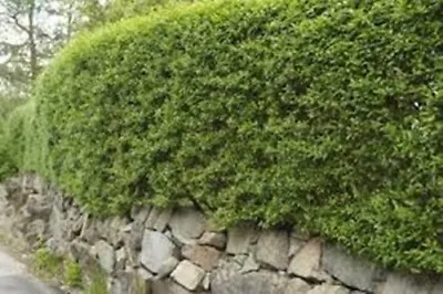 Green Privet Garden Hedge Plants Ligustrum Evergreen Hedging Bare Root - 8 Sizes • £269.99