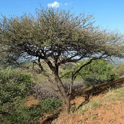 Acacia Nilotica (Vachellia) - 10 Seeds - Gum Arabic Tree • £1.75