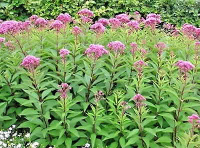 200+JOE PYE WEED Seeds Native Wildflower Vanilla Summer Flower Garden Heat Cold • $2.75