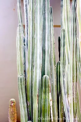 Pachycereus Marginatus ( Mexican Fence Post Cactus ) / Live Plant • $19.95