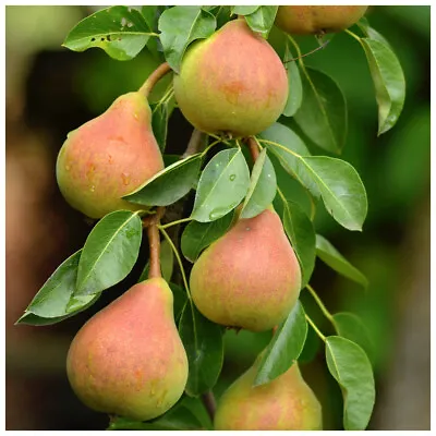 Doyenne Du Comice Pear Tree 4-5ft Dessert Pear With Fine Flavour • £24.99