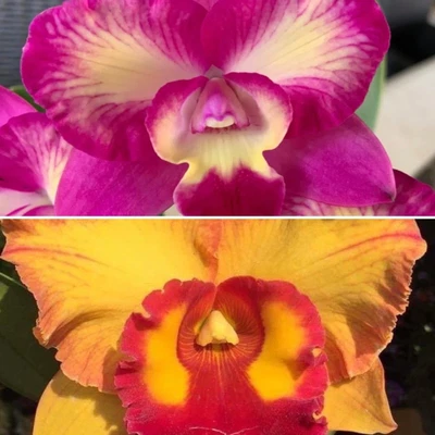 $55 • Buy AURO - ***LAST ONE*** Rlc. Aurora's Oz Angel (20-25 Plants)