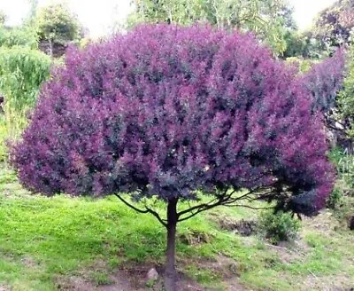 30 Blue Leafed Mimosa Tree Seeds For Planting Acacia Baileyana Purpurea • $8.96