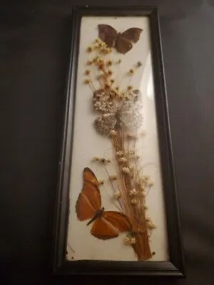 Vtg Framed Butterfly Moth Taxidermy Picture Dry Flowers Beveled Glass 3 Specimen • $34.99