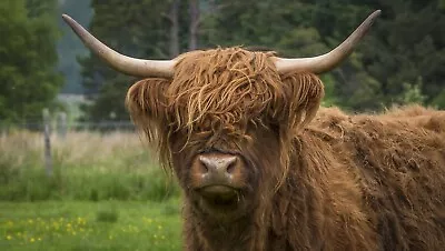 Highland Cow Cattle Canvas Picture Poster Print Unframed D55 • £7.71