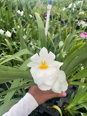 Miltoniopsis Golden Snows 'White Light' Has Very Clean White Flowers 4  Pot • $39.99