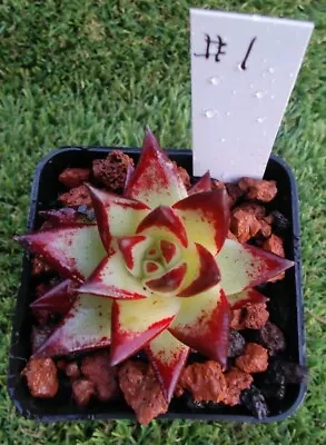 Echeveria Agavoides Ebony( Mexico) X Echeveria Rubin 6cm Diameter • $55