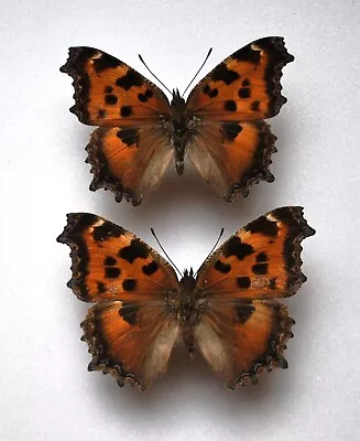£4.99 • Buy Yellow-legged Tortoiseshell Butterfly Pair  Insects/Lepidoptera/ Taxidermy