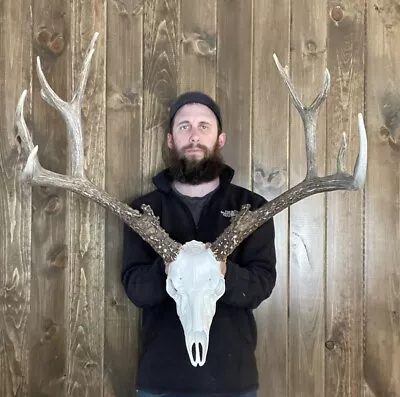 Dark Perfect 7x5 Mule Deer Antler Horn Fake Skull Mount Taxidermy Rack Man Cave • $159.99