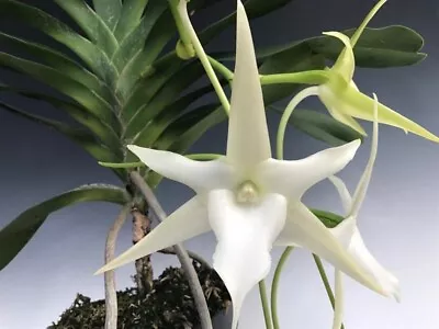 Angraecum Orchid ~ Sesquipedale Var. Angustifolium X Self ~ 2  Pot • $14.99