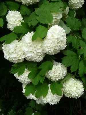 Viburnum Opulus Roseum (sterile) In 9cm Pot Snowball Tree • £5.75