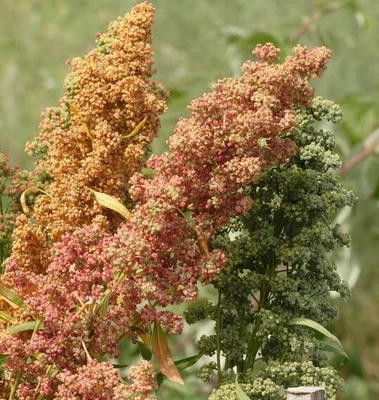 $4.50 • Buy QUINOA 3000+ Seeds Organic | Flourish Seeds: Tassie Grown Microgreens Grain