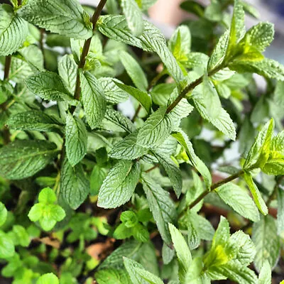 Peppermint Seeds | Heirloom - Non-GMO | Free Shipping | Herb Seeds | 1169 • $2.59