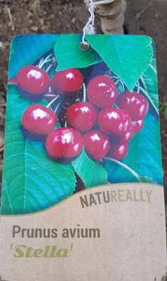 £6.99 • Buy 4x Cherry Tree Cuttings - Stella (unrooted)
