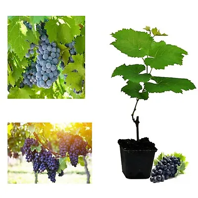 Grape Vitis Plant Rare 'Dornfelder' - High Yielding Dessert Grape - UK Climates  • £8.99