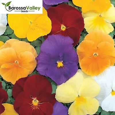 VIOLA CLEAR CRYSTALS MIXED Seeds FLOWERS • $6.46