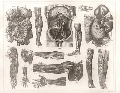 1850 Anatomy Of The Human Vascular System #1 JG Heck NEW Fine Art Giclee Print  • $5.99