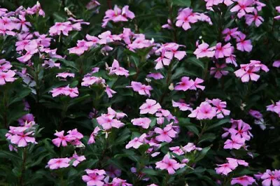 100+ Dwarf Pink Periwinkle Seeds (Vinca Rosea Delicata) Flowers GROUND COVER • $2.69