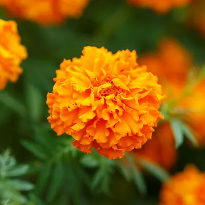 Marigold African HAWAII Tall ORANGE Double Blooms Beneficial Non-GMO 250 Seeds! • $3.98