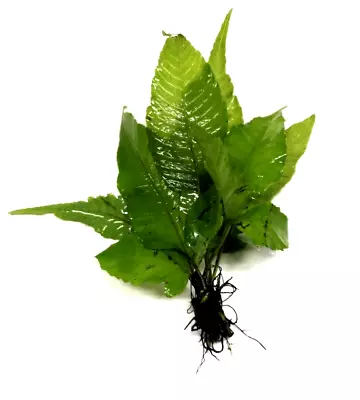 £3.99 • Buy Bolbitis Heteroclita Asiatica Live Aquarium Aquatic Plants Tropical Fish Tank