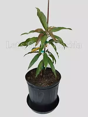 Cecilove Mango Fruit Tree Professionally Grafted! • $104.95