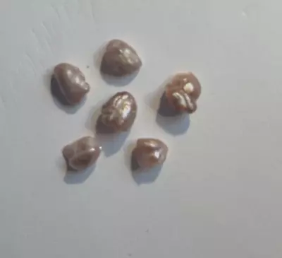 Five (5) Rare Vintage Natural Mississippi River Uncultured Pearls Baroque Shape • $250