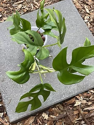 Rare Ultra Premium  Variegated Marble  Rhaphidophora Tetrasperma  Not Tc • $1