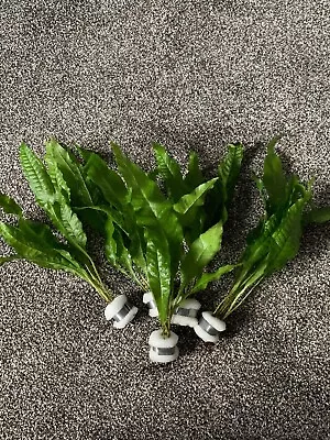£4.49 • Buy 5 Tropical Java Fern Beautiful Oxygenating Healthy Aquarium Plants Aquatic 