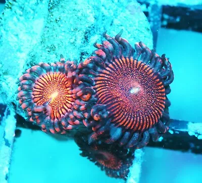 Mohawk Paly Zoanthids Paly Zoa SPS LPS Corals WYSIWYG • $4.99