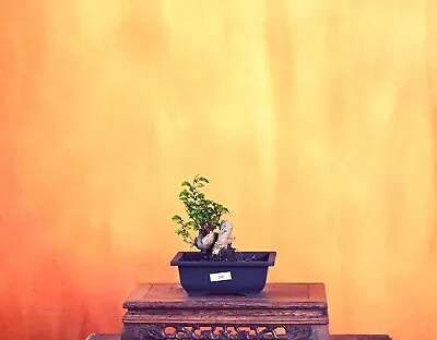 Outdoor Live Chinese Elm Bonsai Tree W/ Pot • $90