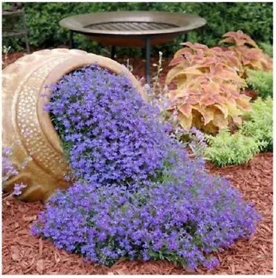 £2.70 • Buy 100 Seeds Thyme Purple Creeping Herb Seeds  Quality UK Seed Fast Dispatch