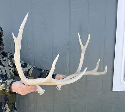 Mule Deer Antler Horn Set • $34.95