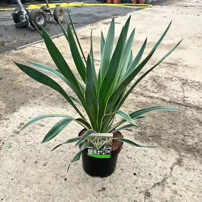 Yucca Gloriosa Variegated 4L - Large Plant 40-50cm Variegated Yucca Plant. • £19.95