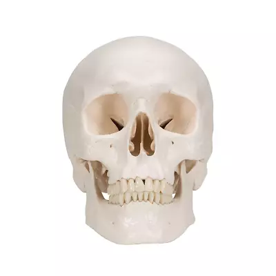 Anatomical Model: Classic Skull 3-Part • $264.99