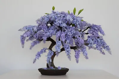 BONSAI JACARANDA MIMOSIFOLIA BLUE FLAMBOYAN Rare Flowering Tree Seed 10 Seeds • £9.63