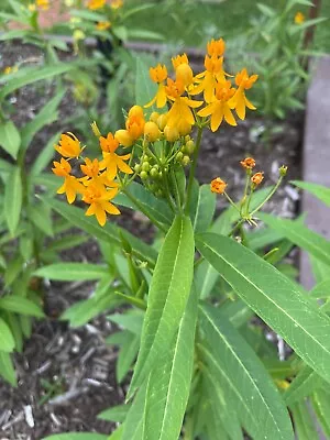 Hello Yellow! Yellow Milkweed Tuberosa Monarch Butterfly Host 50-75+ Seeds • $5