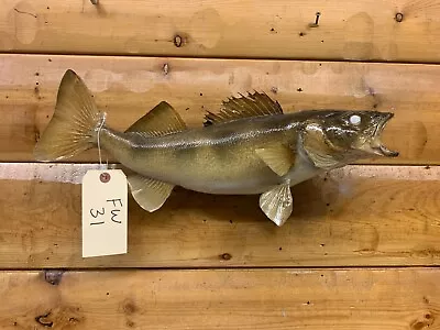 Real Skin Mount Walleye Pike Northern Musky Bass Sauger Fish Taxidermy FW31 • $179