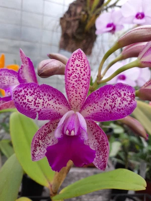 $90 • Buy FPOrchids Cattleya Jungle Elf X Cattleya Jungle Hotspots