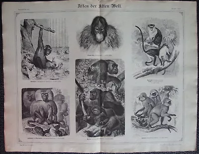 1875 ORANGUTAN GORILLA CHIMPANZEE HAMADRYAS BABOON MONKEYS APE LARGE FOLIO Print • $2.99