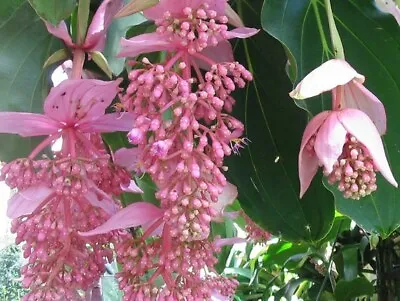 Medinilla Albiflora 2 Seeds  • $5.45