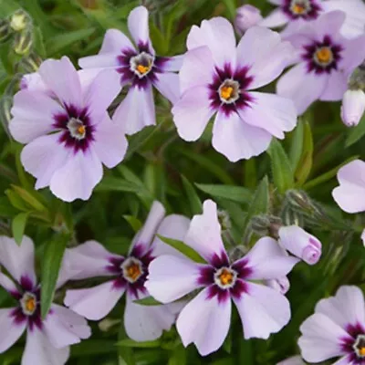 Phlox Plug Plants Trailing Lilac Pink Flower Evergreen Perennial Hardy Pack Of 3 • £9.46