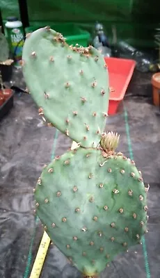 £12 • Buy Rare Opuntia Violacea Cactus!,  Cutting With No Roots, Succulent, Opuntia