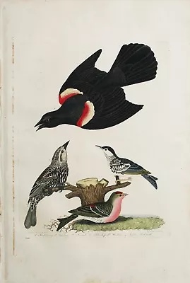 ORIGINAL Hand Colored Engraving   American Ornithology  Alexander Wilson 1828-29 • $345