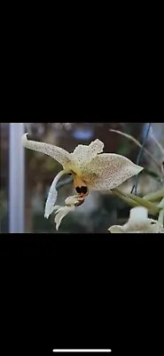 $33 • Buy Species Orchid - Stanhopea Dodsoniana