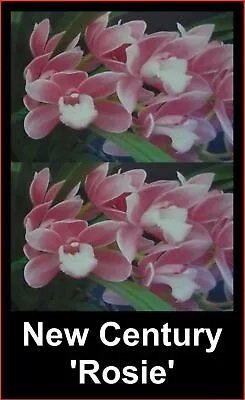 $15 • Buy OoN Cymbidium Orchid New Century 'Rosie'  (68mm Pot)