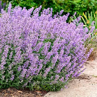 Nepeta Faassenii Cat's Meow Catmint • $19.62